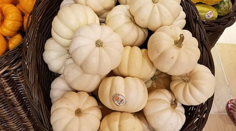 Here’s what makes white pumpkin ‘highly nutritious and therapeutic’ (plus, a special halva recipe inside)